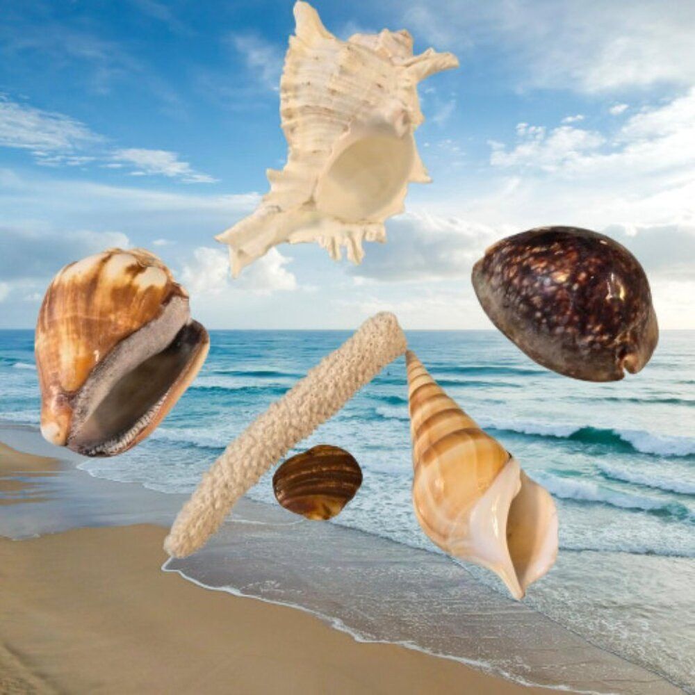 Mixed Variety Natural Seashells Ocean Marine Nautical Coastal Aquatic Decor